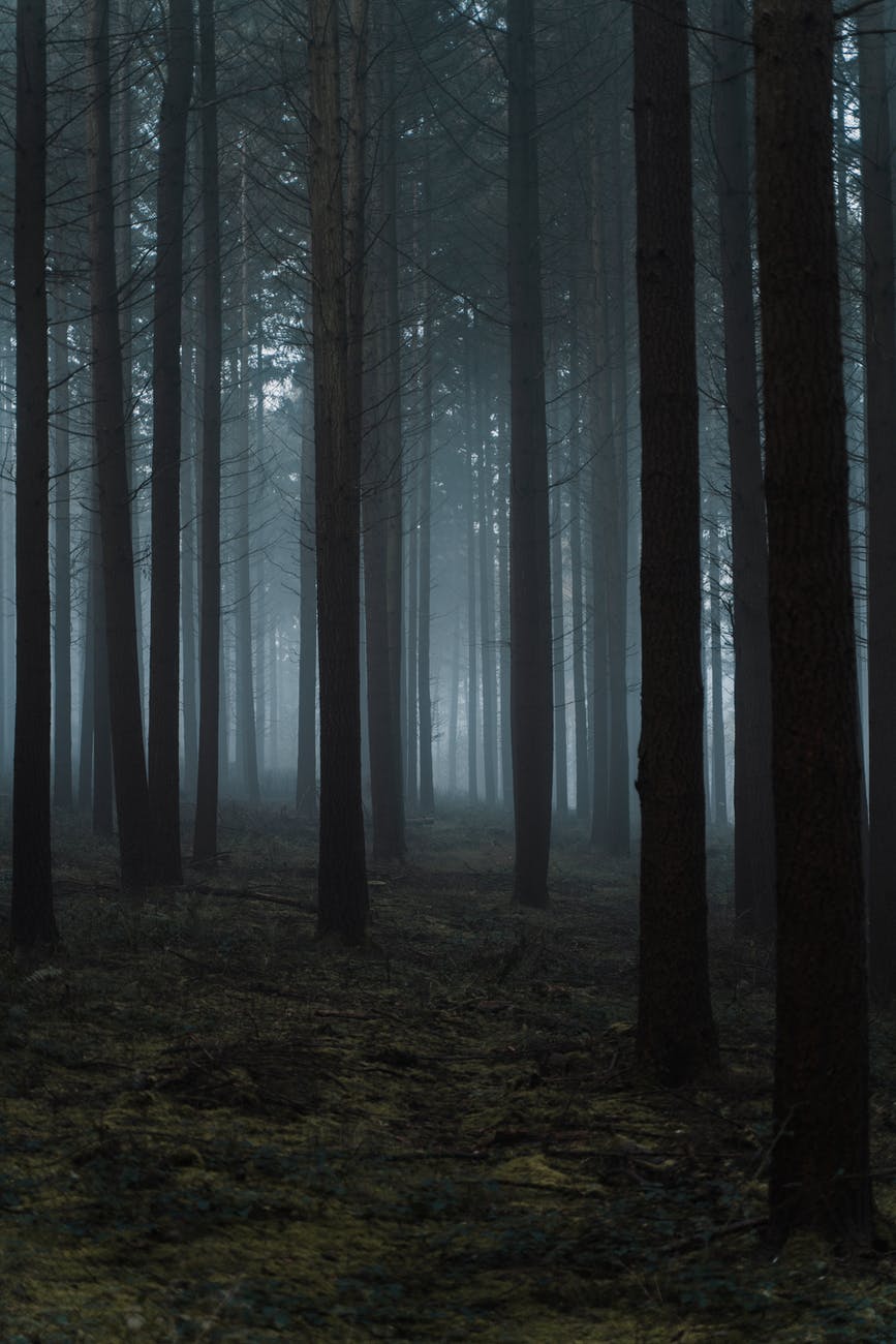 spooky forest-dark woods-trees-fog