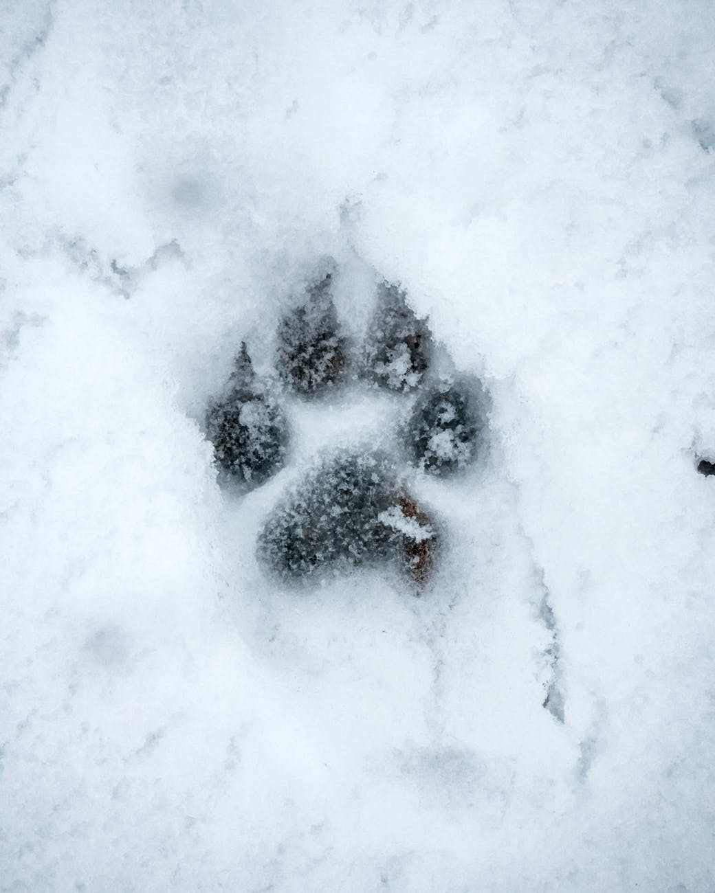 Photo by cosmindoro on Pexels.com-wolf-paw print in snow