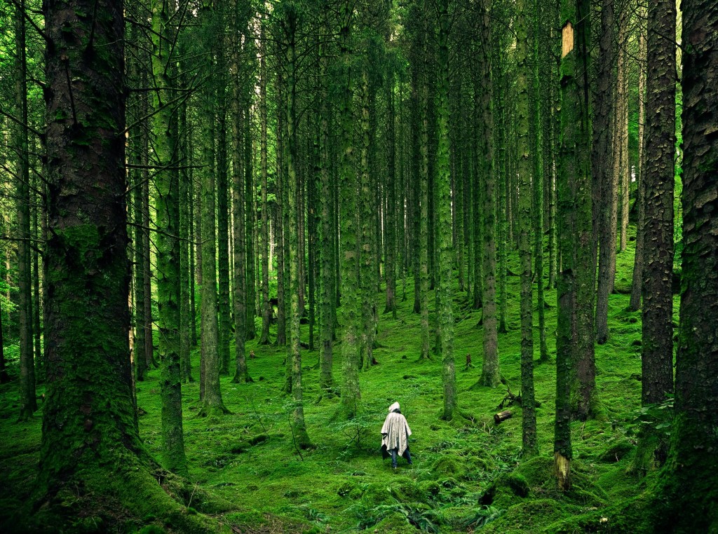 The Forest in The&nbsp;Trees…